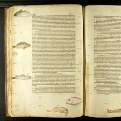 Biblioteca Palatina - Servizi bibliotecari