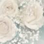 Rose Bianche