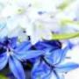 Fiori