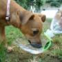 accessori per animali