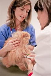 Ambulatorio Veterinario Dott. Anna Bossi