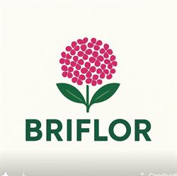 Briflor Di Briganti Marcello