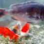 Acquariologia