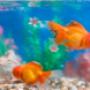 Acquariologia