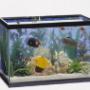 Acquariologia