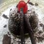 Ristorante, Consolazione, Autentico, Dolce, Cioccolato