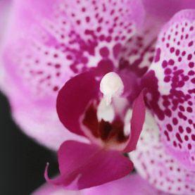 Piante-e-Fiori