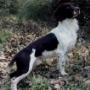 Springer Spaniel canile stella polare