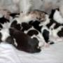 Springer Spaniel canile stella polare