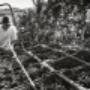 Vendemmia