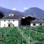 Vigneti