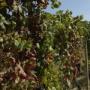 Vigneti