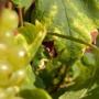 Moscato D'Asti