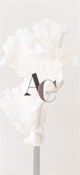 Caputo Alta Moda Sposa Di Caputo Angela