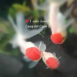 Casa Del Cane 2