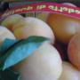 ALBICOCCHE