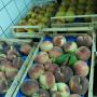 PESCHE BIANCHE