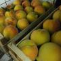 PESCHE GIALLE