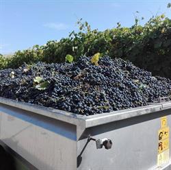 Azienda Agricola Cavallotti Enrico