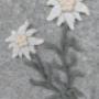 fiori