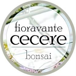 Cecere Fioravante