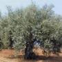 Potatura Alberi