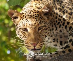 Ciaoviaggi