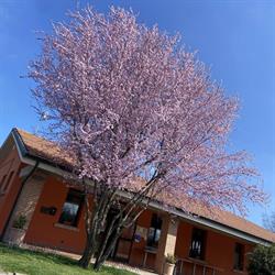Circolo Bellarosa
