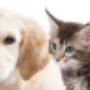 Clinica Veterinaria Montecchia