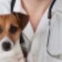 Clinica Veterinaria Montecchia