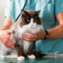 Clinica Veterinaria Montecchia
