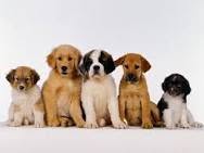 Clinica Veterinaria Parioli