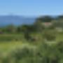 Vigneto
