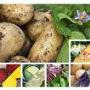 Patate