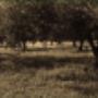 Alberi di Ulivo