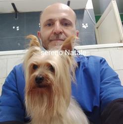 Dogs Beauty Center