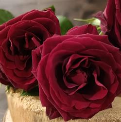Enzo Fiori Di Papeo Rosa E C.
