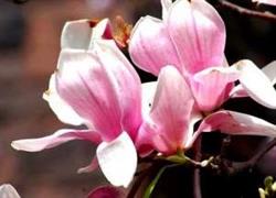 Erboristeria La Magnolia Di Nolli Teresa