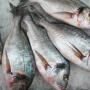 Pesce Fresco Foto 2
