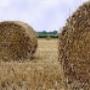 Euro Foraggi Fieno