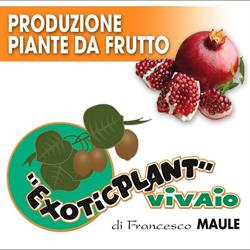 Exoticplant Vivaio Di Francesco Maule