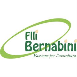 Bernabini Group