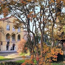 Farmacia Comunale