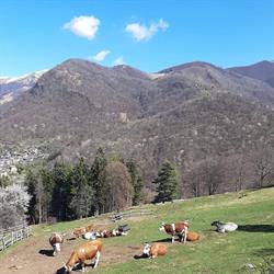 Fattoria Roccolo Dei Fratelli Brancher S.s.