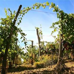 Fattoria Sommiano