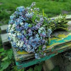 Fioreria Myosotis