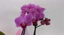 Fioreria Orchidea