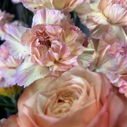 Fiori Di