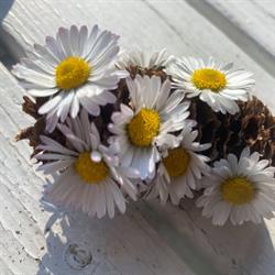 Fiori Elena