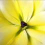 Ingrosso Fiori Flor You